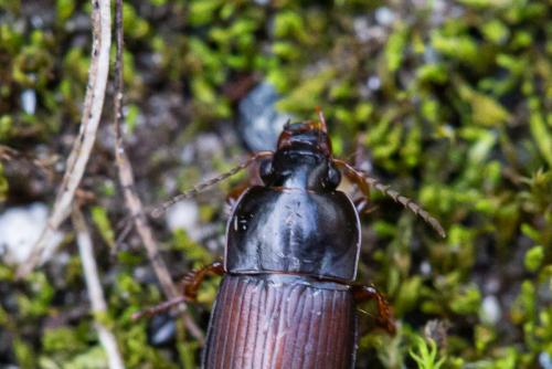 Réf. 353 739 : Harpalus servus